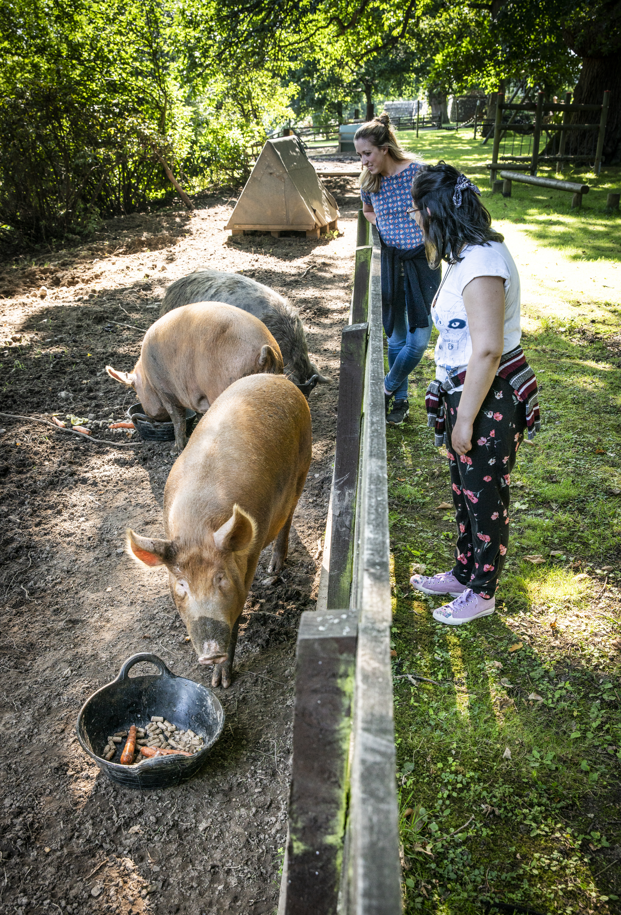 Camphill-pigs feeding
