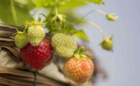 Strawberries Website